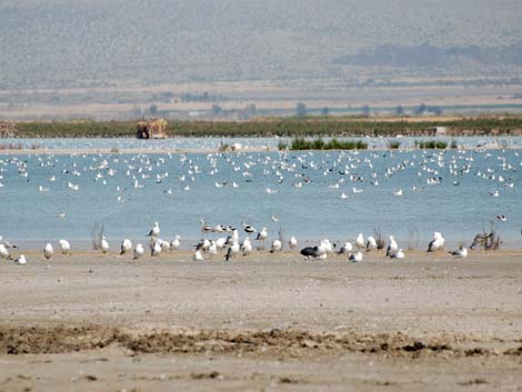 Birding the Salton Sea