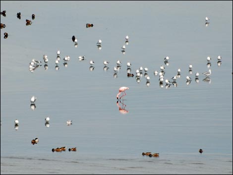 salton sea