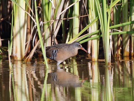 Birding the Salton Sea