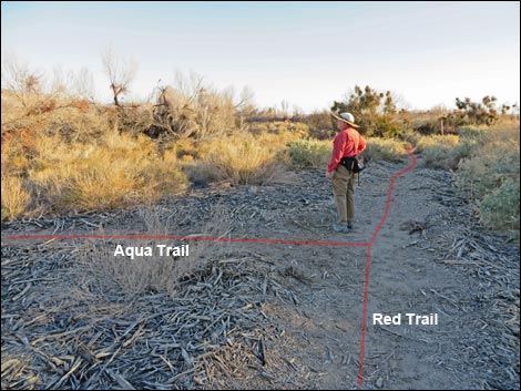 Shoshone Red Birding Trail