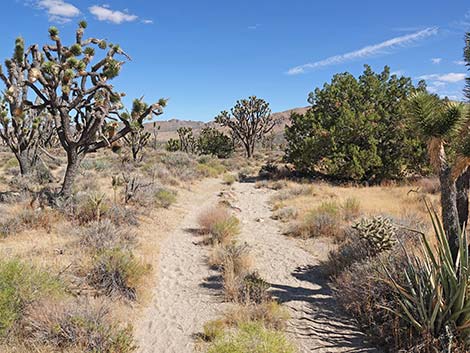 Teutonia Peak