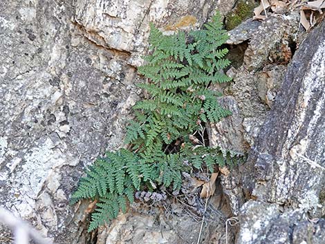 Coville's Lipfern (Cheilanthes covillei)