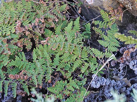 Coville's Lipfern (Cheilanthes covillei)