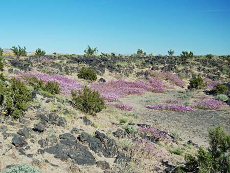 Desert Sand Verbena (Abronia villosa)
