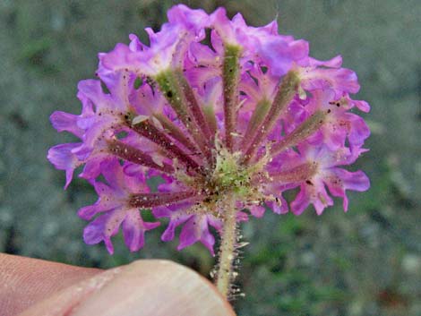 Desert Sand Verbena (Abronia villosa)