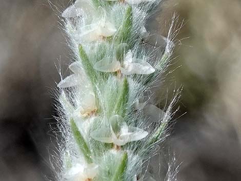 Woolly Plantain (Plantago patagonica)