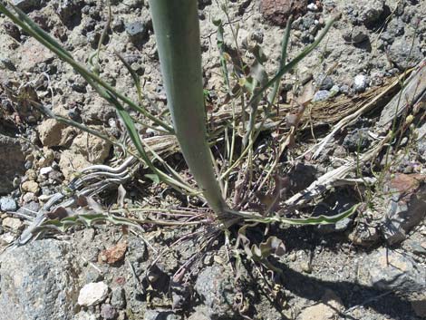 Thickstem Wild Cabbage (Caulanthus crassicaulis)
