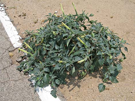 Jimson Weed (Datura wrightii)