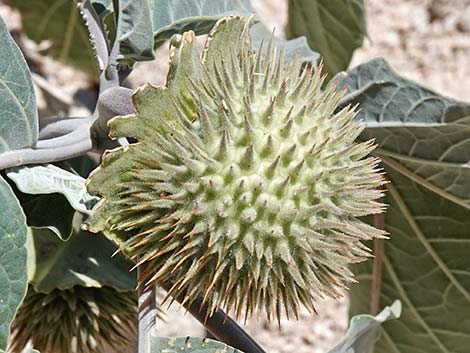 Jimson Weed (Datura wrightii)