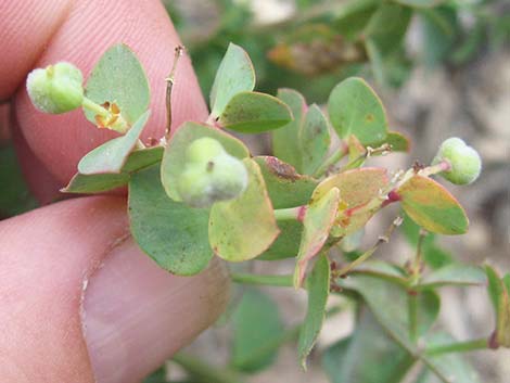Horned Spurge (Euphorbia brachycera)