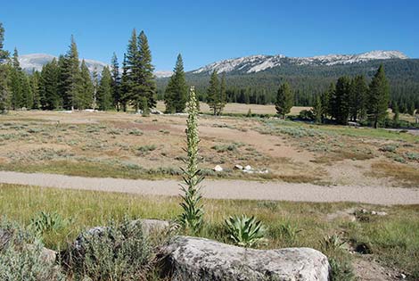 Elkweed (Frasera speciosa)