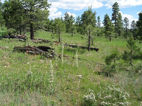 Elkweed (Frasera speciosa)