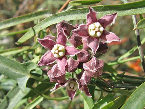 Hartweg's Climbing Milkweed (Funastrum heterophyllum)