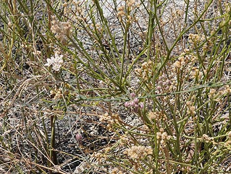 Hartweg's Climbing Milkweed (Funastrum heterophyllum)