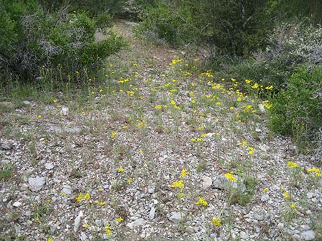 Cooper's Rubberweed (Hymenoxys cooperi)