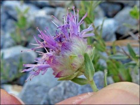 Mountain Monardella (Monardella odoratissima)