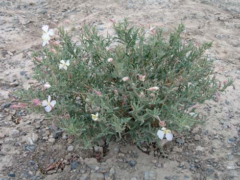 California Evening Primrose (Oenothera avita)