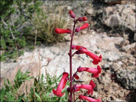Utah Firecracker (Penstemon utahensis)