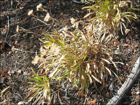 Rock Goldenrod (Petradoria pumila ssp. pumila)