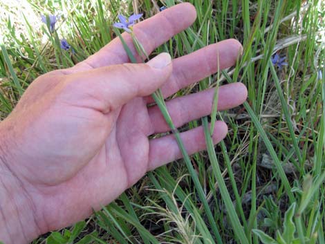 Stiff Blue-eyed Grass (Sisyrinchium demissum)