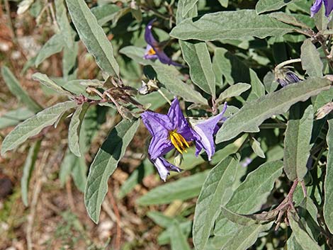 Silverleaf Nightshade (Solanum elaeagnifolium)