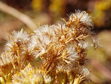 Nevada Goldenrod (Solidago spectabilis var spectabilis)