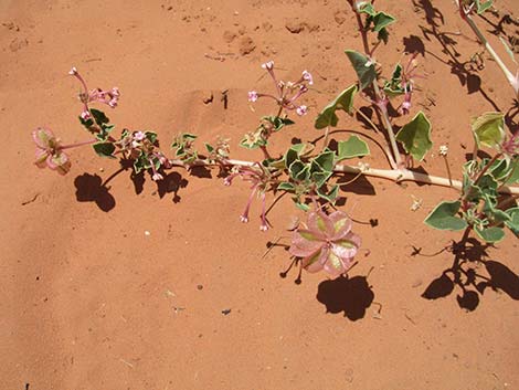 Smallflower Sandverbena (Tripterocalyx micranthus)