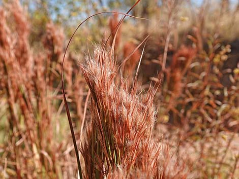 Southwestern Bushy Bluestem (Andropogon eremicus)