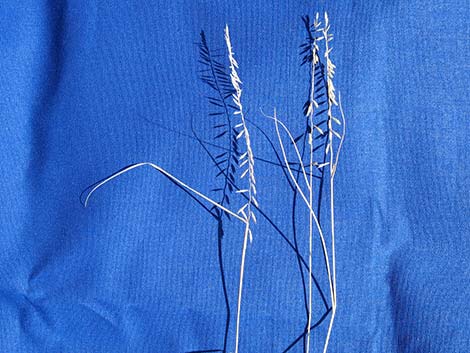 Side-oats Gramma (Bouteloua curtipendula)
