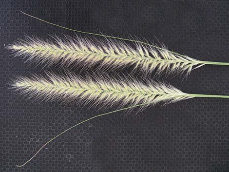 Fountain Grass (Pennisetum setaceum)