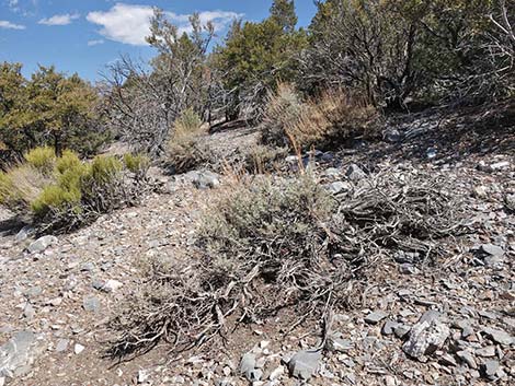 Black Sagebrush (Artemisia nova)