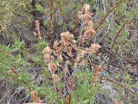 Fernbush (Chamaebatiaria millefolium)