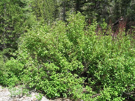 Redosier Dogwood (Cornus sericea ssp. sericea)