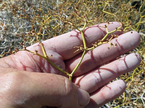 Smooth Heermann's Buckwheat (Eriogonum heermannii var. argense)