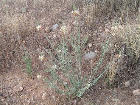 Scarlet Beeblossom (Oenothera suffrutescens)