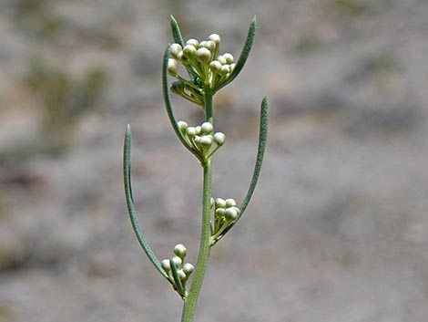 Desert Peppergrass (Lepidium fremontii)