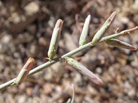 Thorn Skeletonweed (Pleiacanthus spinosus)