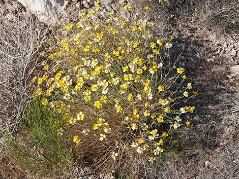 Whitestem Paperflower (Psilostrophe cooperi)