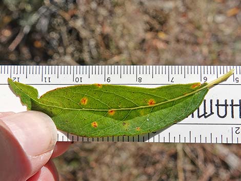 Arroyo Willow (Salix lasiolepis)