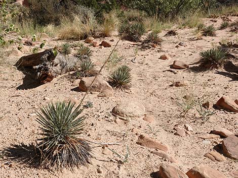 Spanish Bayonet (Yucca harrimaniae)
