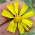 Wildflower