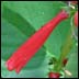 Firecracker Penstemon (Penstemon eatonii)