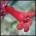 Utah Penstemon (Penstemon utahensis)