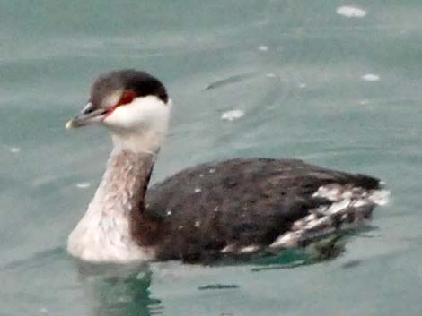 Horned Grebe (Podiceps auritus)