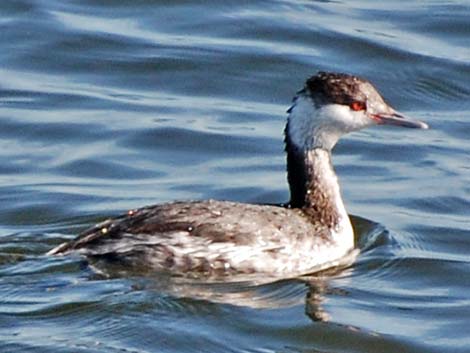 Horned Grebe (Podiceps auritus)