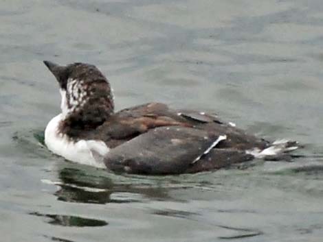Common Murre (Uria aalge)