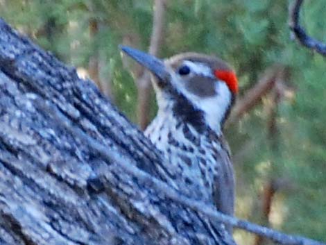 Arizona Woodpecker (Picoides arizonae)