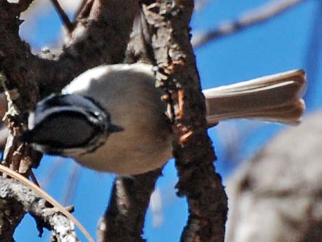 Bridled Titmouse (Baeolophus wollweberi)