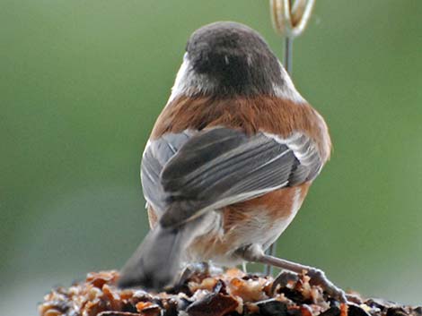 Chestnut-backed Chickadee (Poecile rufescens)