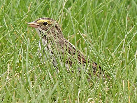 Savannah Sparrow (Passerculus sandwichensis)